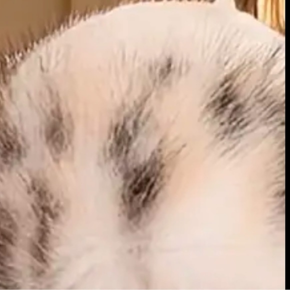 Faux Fur Hat Leopard Print - Picture 7 of 13